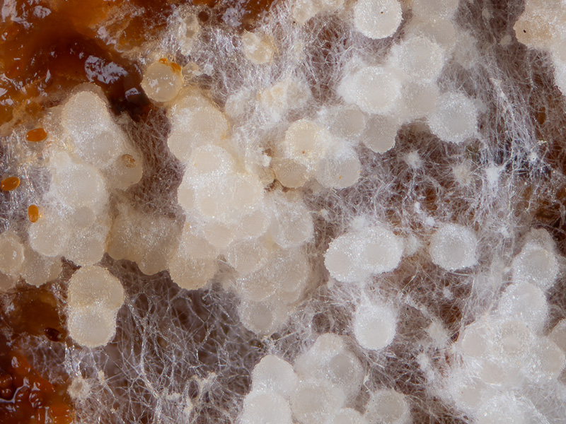 Hypomyces orthosporus Hypomyces orthosporus